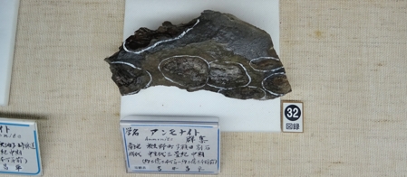 夜久野のアンモナイト化石