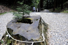 枯れた麻呂子杉
