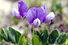 浜辺にはこんな花が咲いている