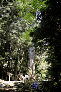 麻呂子杉(表参道)